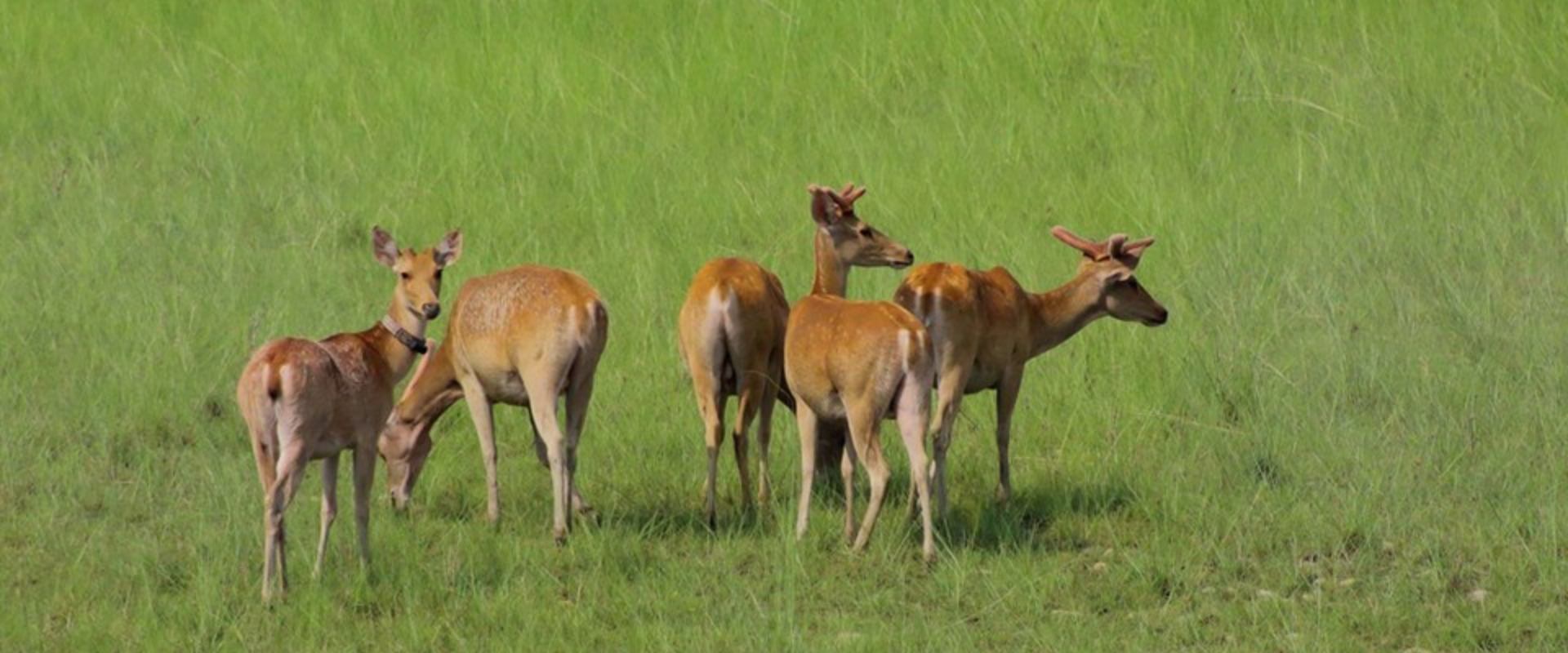 Bardiya National Park
